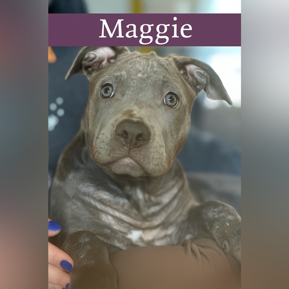 Meet your Posher, Laurel - Picture 2 of 2